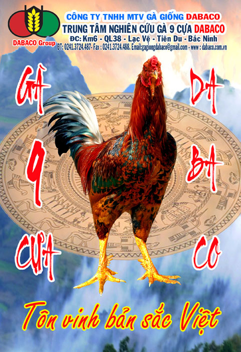Gà 9 cựa DABACO - Tôn Vinh Bản Sắc Việt